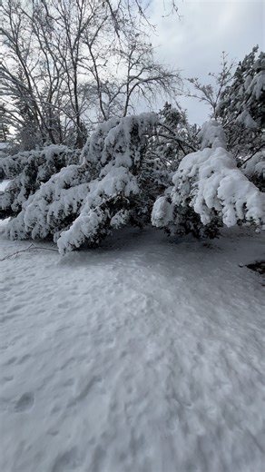 Winter Makes the Conifer Bush Sad