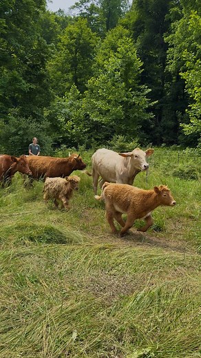 Our pasture needed a reset, so we tried mob grazing! 🐄🐑✨ This spring brought constant rain, and we haven’t been able to mow because of it, resulting in a super overgrown pasture that’s too tall for our pigs. We’re using a mixed herd, my Navajo-Churro sheep and some borrowed cows from my sister, to eat down the overgrown pasture quickly and evenly. We sent them out to one section of the pasture at a time. Once it was eaten down, I moved them to the next spot and let the grazed section rest and 