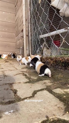 The last guinea pig pulls out the grass with its root and eats it😌 #guineapig #guineapigs #guineapigbabies