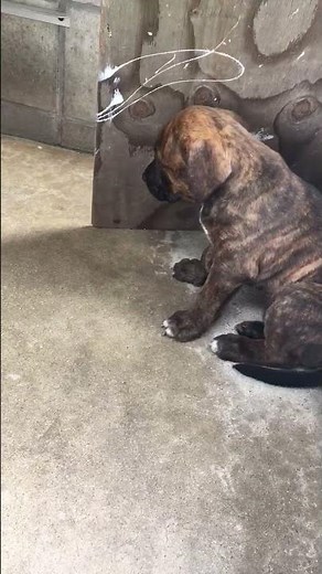 The mix of Pitbull and Tosa-inu | 珍しいピットブルと土佐犬のミックス