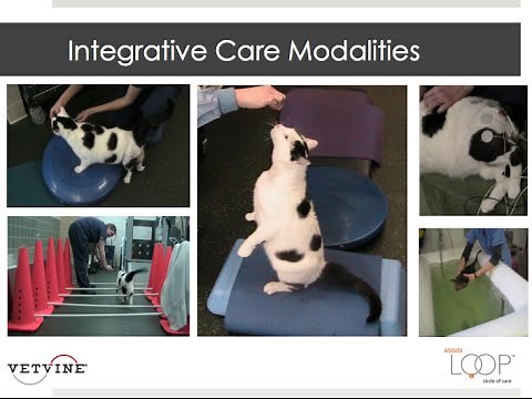 Rehabilitation Medicine - A Multimodal Approach to Physical Therapy in a Cat