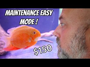 Easiest Water Changes EVER! Maintain Your Aquarium Without Touching The Water!