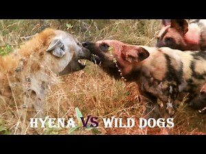 HYENA VS WILD DOGS - Wild Dogs Attack Hyena - Hyenas Attack Wild Dogs