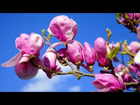 Beautiful spring flowers in blue sky (HD1080p)