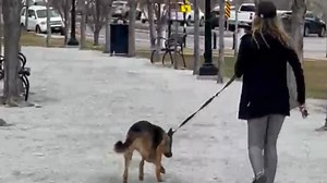 Woman's dog bit multiple people on a walking path at the Utah State Capitol, police say