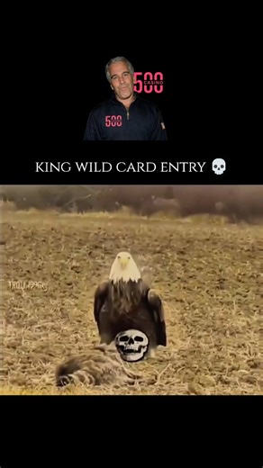 wierd_world on Instagram: "The Kite is a medium-sized bird of prey belonging to the family Accipitridae, known for its remarkable agility and graceful flight patterns. These raptors are easily identified by their long, narrow wings and distinctive forked tails, which act like rudders to help them execute sharp, effortless turns in mid-air. Unlike heavier hawks or eagles, kites have a lighter build that allows them to soar for extended periods with minimal wing flapping, often hovering over open