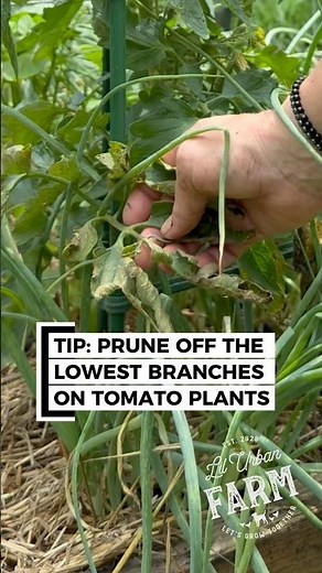 Stop the tomato rot at the bottom of your plants. This from bacteria and can spread—remove it.