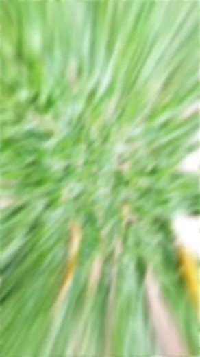 To truly transform your life, adopt these three habits. Waking up early is key—not for productivity, but for embracing the calm between 4 and 6 AM, when your mind is clearest. I write each morning, creating to-do lists, planning, and solving problems. At night, I journal what I learned, disliked, and am grateful for, which clears my mind. Exercise is crucial too, teaching discipline and purging toxins. Training the body also trains the mind. #viral #learnontiktok #SelfDevelopmentJourney #Mindset