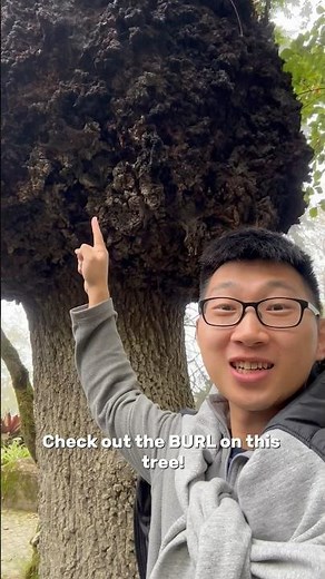 This is an extremely RARE wood known as a BURL! #burl #treeburl