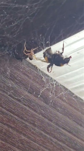 ​Epic Nature Battle: Spider vs. Bumblebee! 🕷️🐝