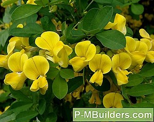 Identifizierung Von Schädlichen Spruce Tree Diseases 🔧🔧 Tipps Für Heimwerker. Machen Sie Ihre Eigenen Hände - 2025