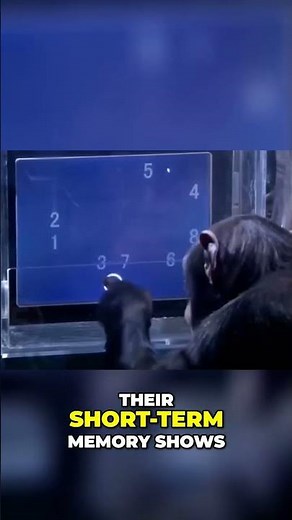Chimpanzee Memory Test: Outsmarts 99% of Humans!