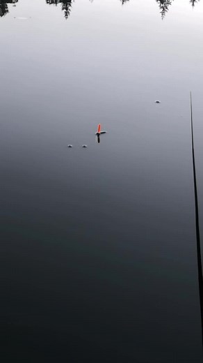 Float fishing 🐟 #fish #fishing #fishtok #fishinglife #fishcontent #carpfishing #foryou #foryoupage #fyp #fypシ #viral #viralvideo