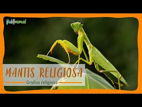 TODO SOBRE la MANTIS RELIGIOSA