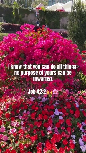 Job 42:2 🙌🌸 #holybible #job #dailybibleverse #jesus #bible #godisgood #jesuslovesyou