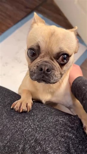 Frenchies United Rescue (FUR) on Instagram: "💖Meet Martha in Los Angeles, CA At just 1.5 years old and only 18 pounds, sweet little Martha learned a heartbreak 💔 no dog should ever know. She was abandoned at a stop sign, and as the car she trusted drove away, Martha ran after it — confused, scared, and desperate not to be left behind. She nearly lost her life trying to follow the only family she knew. By the grace of God, a kind Good Samaritan witnessed it all and stopped to save her. Despite 