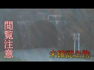 【高知県】【未確認生物】【UMA】 この生き物は・・・