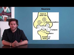 VCE Psychology - Neurons