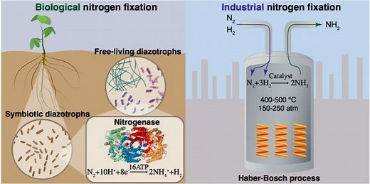 What is nitrogen fixation, and how can we make it more sustainable?