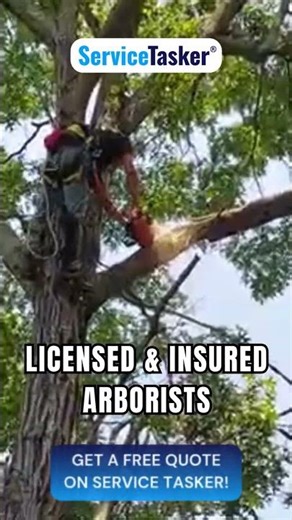 Professional Tree Cutting Service Australia 🇦🇺 | Licensed Arborist Experts