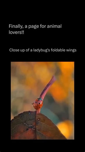 Exploring The Animal Universe on Instagram: "Follow @animal_realmhq to explore the animal world 💣🧠 Ladybugs are far more than charming specks of color; they are precision-engineered guardians of plant life, shaped by millions of years of evolutionary refinement. Their bright red or orange shells serve as a biological billboard of warning, advertising the alkaloid toxins they release when threatened — a survival strategy that deters birds and predators with remarkable efficiency. Beneath their 