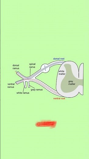 What are Dermatomes ? Sensory Assessment #physiotherapy