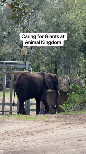 Caring for Giants Tour at Animal Kingdom Experience