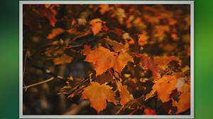 A Comprehensive Look At Firefall Maple Pros And Cons - SARPO