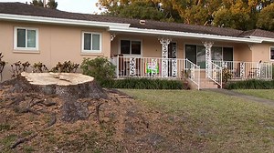 Clearwater pauses its tree removal program following residents' outcry