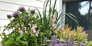 Pollinator Gardens for tiny spaces