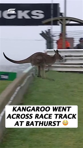 74K views · 521 reactions | imagine wrecking because of a kangaroo  #racing #racecar #motorsports (via @supercarschampionship) | B/R Racing | Facebook