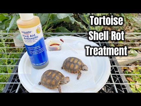 How To Treat Tortoise Shell Rot | Baby Tortoise Update