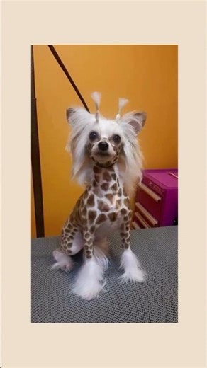 I am suing this groomer! Bro got the Karen haircut Never trust a cheap groomer