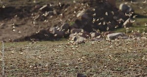 Swarm of locusts, invasion of the locust slow motion. Plain in the highlands. Arashan. Cloud of locusts rises into air alarmed by someone. Plain without vegetation. Global warming, climate change