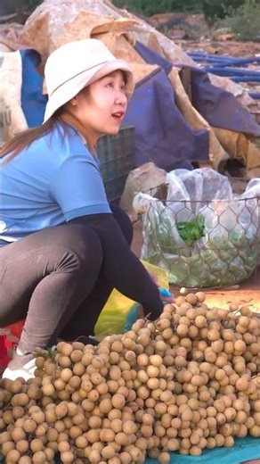 Harvesting Giant Longan 😱 – Super Fruiting Tree!
