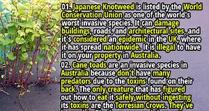 50 Interesting Facts about Invasive Species - Page 1590488616 of 2 - Fact Republic