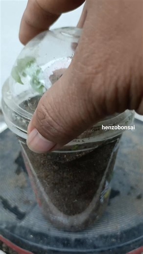 Tutorial How to Propagate The Cuttings and The Amazing Results After 30 days. . #tutorial #propagation #cutting #sancang #premna #bonsaiprogramm #bonsaiprocess #bonsaitutorial #fyp #reelsviral #themax #themax30cm #fblifestyle | Henzo Bonsai