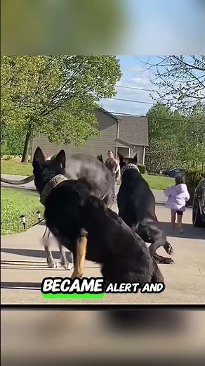 Fearless Dog Protects Little Girl Like a Hero 😍
