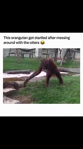 HARASSMENT BACKFIRES  : An orangutan 獵 is messing with some 簾 簾, little does the orangutan 獵 know that it will BACKFIRE 藍浪…………. #orangutan #monkey #monkeys #monkeymemes #monkeylove #funnymonkey #funnymonkeys #funnymonkeyvideos #otter #otters #otterlife #funny #funnyvideos #funnymeme #funnymemes #funnyreels #funnyvideo #funnyquotes #fyp #fypシ #fypage | Onlyanimalz | Facebook