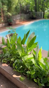 5.9K views | Pool Side | The Grounds Resort | Facebook