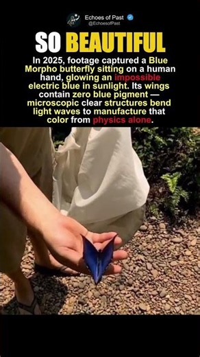 The Blue Butterfly That Has No Blue In It