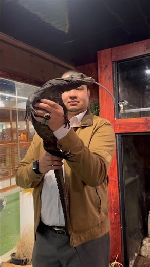 Black Dragon - Black Monitor Lizard #animals #wildlife #raptors