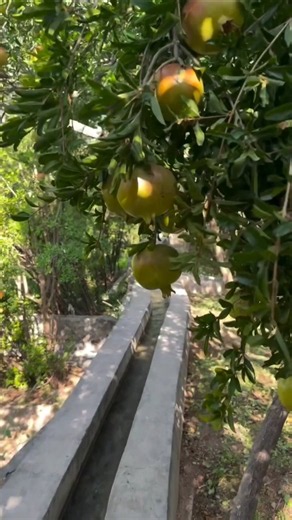 المسير بين أشجار الرمان بالجبل الأخضر 🇴🇲