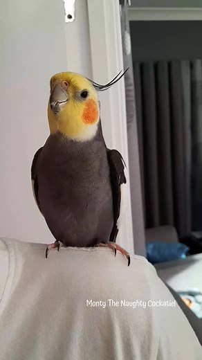 Monty The Naughty Cockatiel A very polite version of my military song 🤭😂🫡🥰🧡 #fblifestyle #montyvitamins #montythecockatiel #montythenaughty #viralreels #cockatiel #smartbird #birdsinging #funny | Monty The Naughty Cockatiel