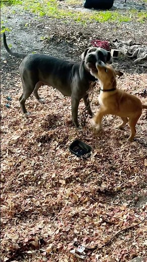 my girls 💕 #viral #pitbull #funnydogs #ytshorts #youtubeshorts