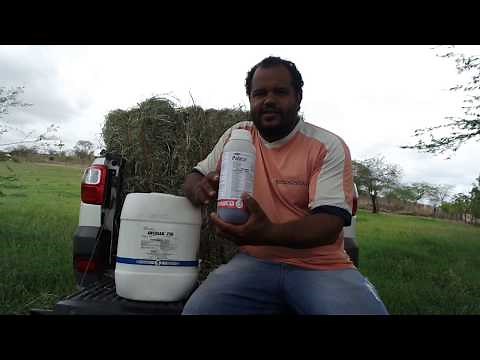 Ancosar 720, volcane, tordon! Herbicidas para tifton e vaquero!