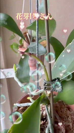 胡蝶蘭の花芽💖#胡蝶蘭 #胡蝶蘭の育て方 #phalaenopsis