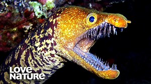 One of the most terrifying fish in the ocean, the Moray #Eel is apt to attack humans when disturbed! | Love Nature