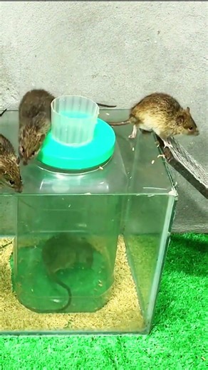 Genius mouse trap idea simple but so effective #mousetrap
