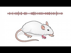 How soft sounds might dull pain in mice